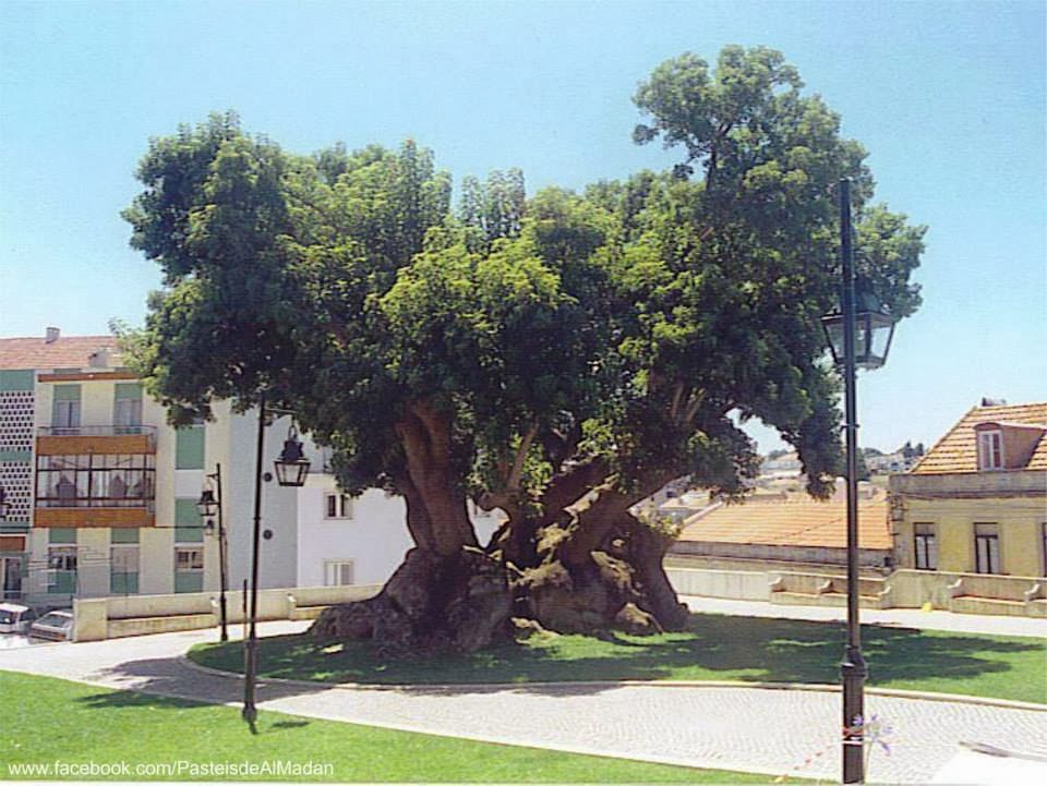 árvore da minha infância